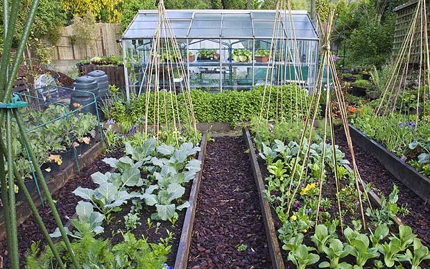 give-vegetable-plots-a-helping-hand
